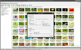 XnView — скриншот 3